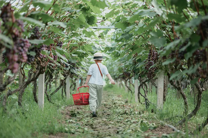 What are some good ways to prevent good birds in orchards?