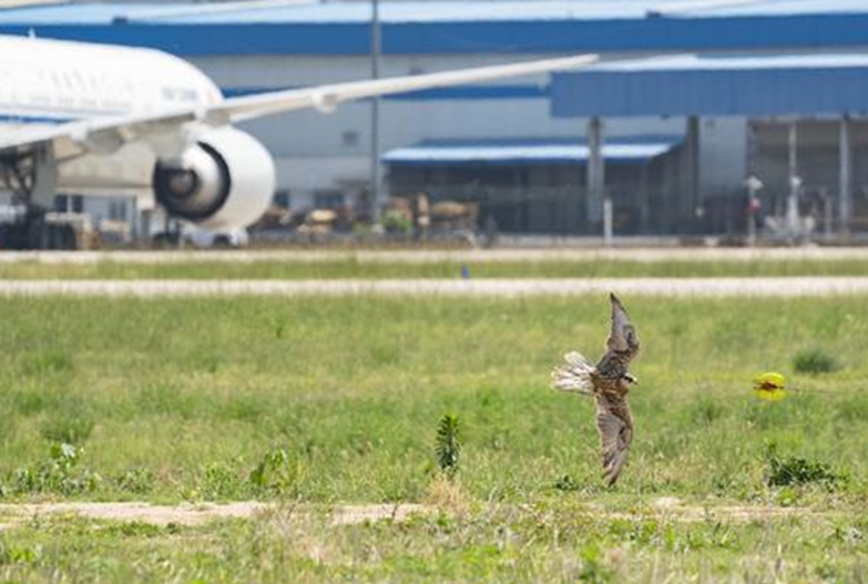 Airport electronic gun bird repeller, intelligent bird strike prevention has a method